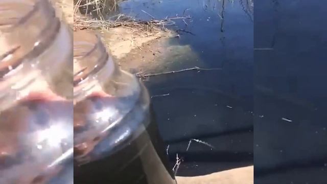 В Ибресинском районе почернело озеро и умерла рыба смотреть онлайн
