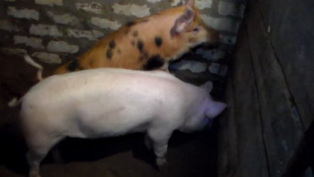 Все плюсы и минусы мясной породы свиней против обычных сальных.