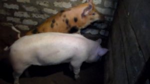 Все плюсы и минусы мясной породы свиней против обычных сальных.