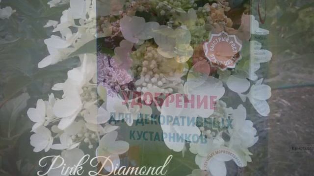 Моя схема подкормок для всех видов Гортензий, Рододендронов и других вересковых. смотреть онлайн