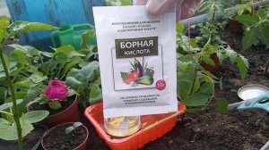 БОРНАЯ КИСЛОТА -КОПЕЕЧНОЕ УБОЙНОЕ СРЕДСТВО ОТ МУРАВЬЁВ!!!