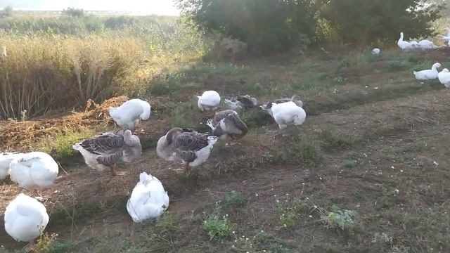 Мои ближайшие планы по разведению в моем хозяйстве Холмогорских гусей. смотреть онлайн