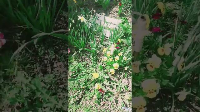Обзор цветов в огороде #рекомендации #2023 #цветы #tiktok #огород #trend #сад #хочуврек смотреть онлайн