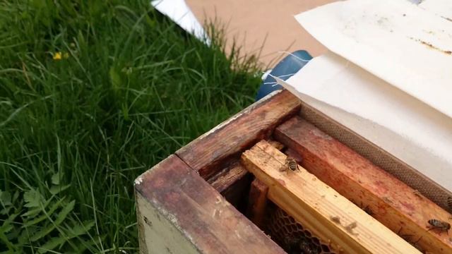 свои плодные матки 1 июня нуки в работе Сибирский пчелоблог смотреть онлайн