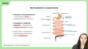 Строение кишечной ворсинки и функции тонкого кишечника | Биология ЕГЭ 2024 | PARTA