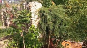 Штамбы из лесного можжевельника и клёна