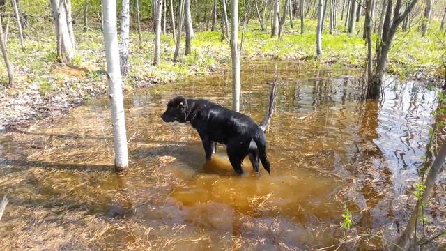 Излюбленная "лужа" с лягушками 🐸🐸🐸🙈 | Ана Холас Гыйззатулла | 6 месяцев 17 дней смотреть онлайн