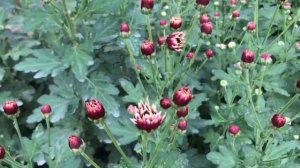 Выращивание хризантемы, хризантема в теплице, веточная хризантема, хризантема на срез