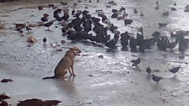 Охрана водоёмов не дорого... смотреть онлайн