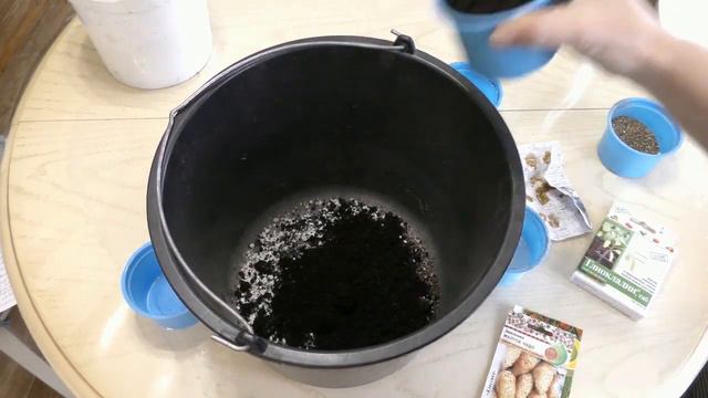 Посев земляники ремонтантной .