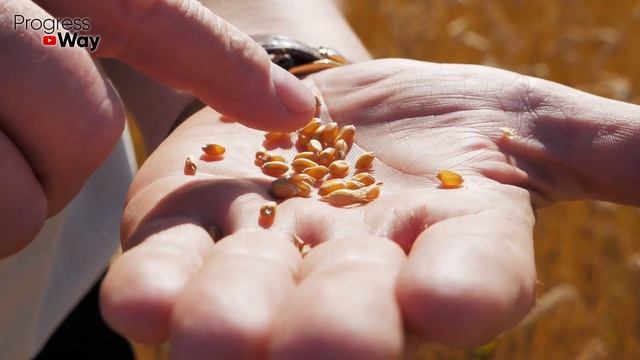 Нет времени на обработку сада осенью?! Разведите этот препарат. Точно не подведет! смотреть онлайн