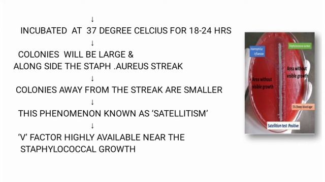 HAEMOPHILUS INFLUENZAE смотреть онлайн