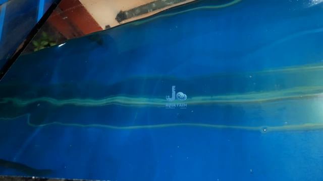 10 Feet Aquarium making EP2 | 2000 Liter Aquarium | Jo Aqua Farm Kottayam | Malayalam смотреть онлайн