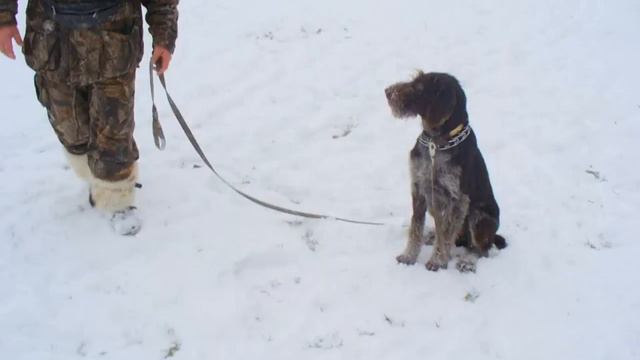 Дрессировка легавой на команду "Сидеть" с выдержкой смотреть онлайн