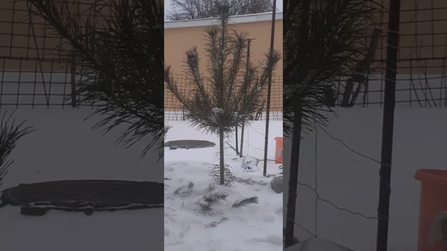 Классическая музыка ёлочка зима. смотреть онлайн