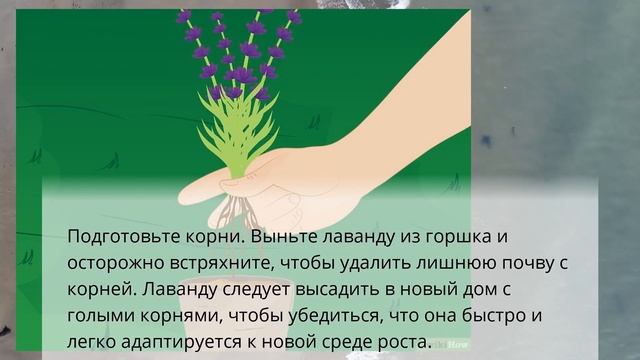 Как вырастить лаванду