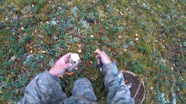 НА СЕВЕРЕ ВТОРАЯ ВОЛНА ГРИБОВ \ ДАРЫ ТАЙГИ \ ЕЛЕНА СЕРГЕЕВНА В ДЕЛЕ \ ТИХАЯ ОХОТА 2020 !!! смотреть онлайн