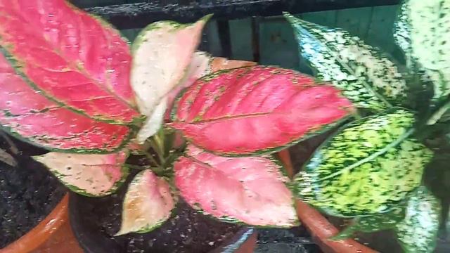 Super pretty Aglaonema смотреть онлайн
