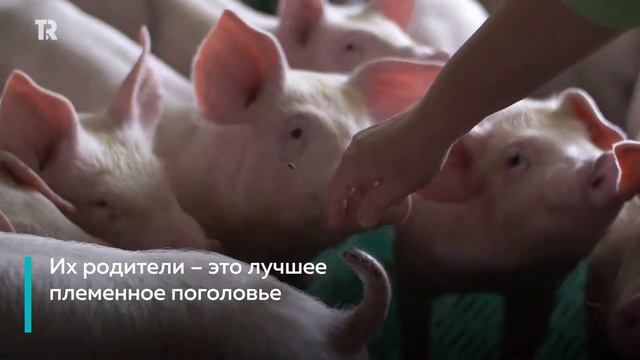 Замкнутый цикл: производство СИБАГРО смотреть онлайн