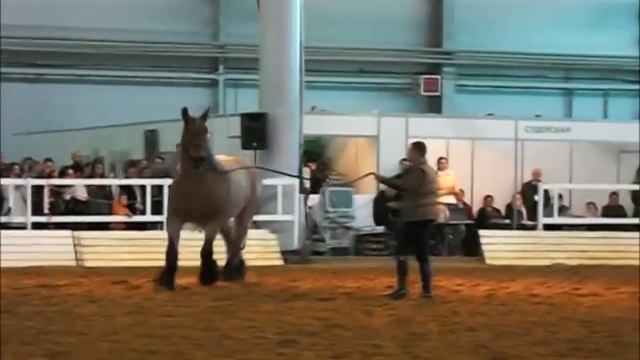 Бельгийский тяжеловоз. Иппосфера 2014. смотреть онлайн