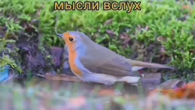 Самвел Ад слон в посудной лавке.Миллионера накрыла печаль.ТВ сунула нос куда не следует. смотреть онлайн