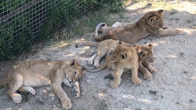 Важные ребята это милахи-львята! Тайган. Lion cubs. Crimea. Taigan смотреть онлайн