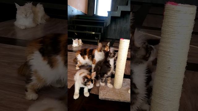 Мейнкун ТВ: Котятские игры смотреть онлайн