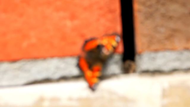 Butterfly effect - Red Admiral butterfly from Mali - August 2020 'Extremely active' hurricane seaso смотреть онлайн