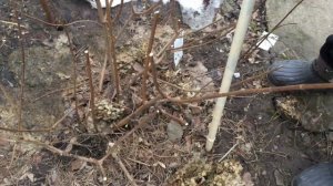 Весенняя обрезка метельчатой гортензии ЛаймЛайт