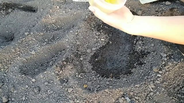 Сажаю и проращиваю кабачки очень просто без заморочек смотреть онлайн