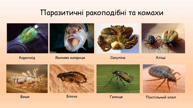 Адаптації. Частина V. Паразитизм. смотреть онлайн
