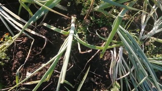 Семейный лук//Собираю заказы смотреть онлайн