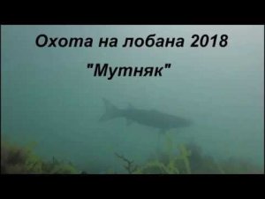 Охота на лобана 2018 Мутняк