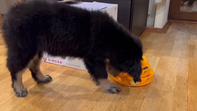 Ховаварт смотреть онлайн