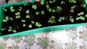 Пробую вырастить РЕДИС на подоконнике. ?