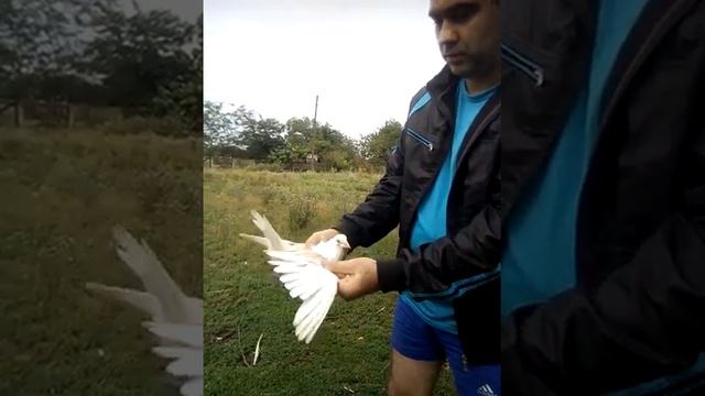Голуби Владимира3. смотреть онлайн