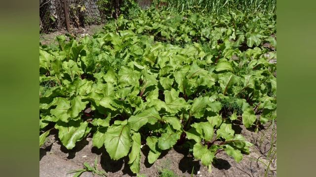 ЧТОБЫ СВЕКЛА БЫЛА СЛАДКОЙ... смотреть онлайн