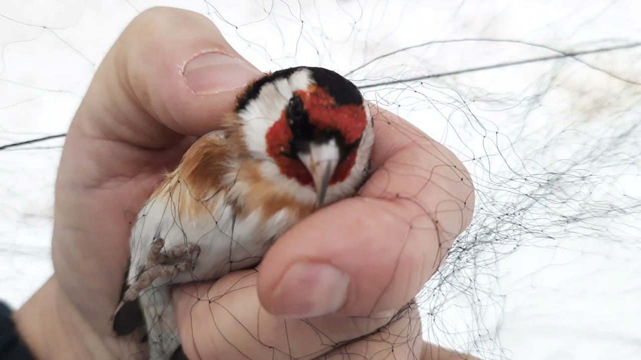 Ловля птиц. 26.12.2021 год. смотреть онлайн