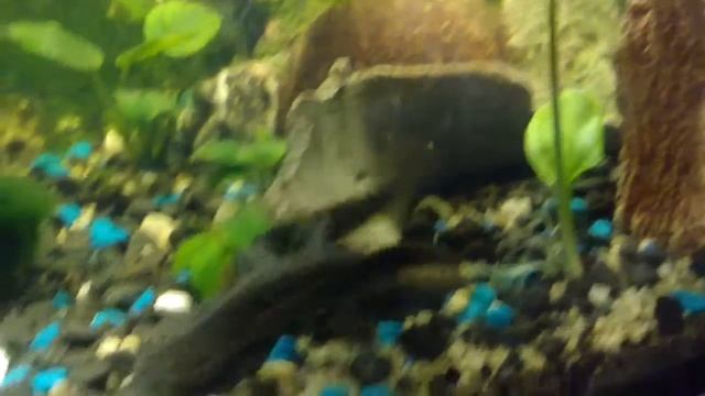 Спаривание иглистых тритонов смотреть онлайн