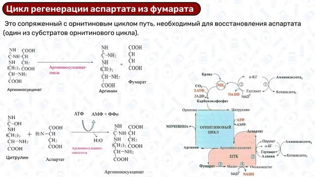 Орнитиновый цикл БИОХИМИЯ: цикл мочевины, обезвреживание аммиака смотреть онлайн