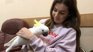 Какаду Кирюня пошёл по рукам))