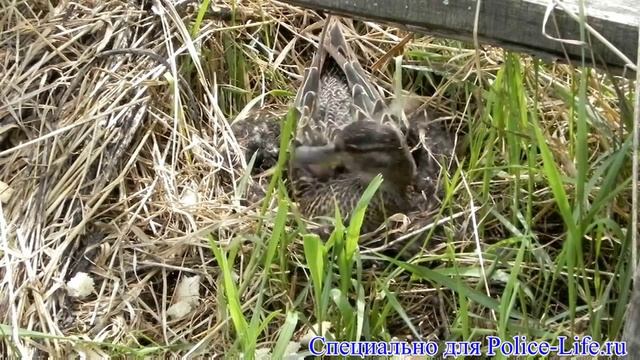 Дикая утка устроила гнездо на даче и спокойно высиживает яйца смотреть онлайн