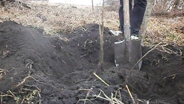 Пересадка ореха весной смотреть онлайн