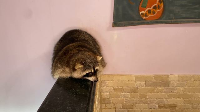Marcel the raccoon got scared of the little dog and ran upstairs. And everyone ran after the raccoo смотреть онлайн