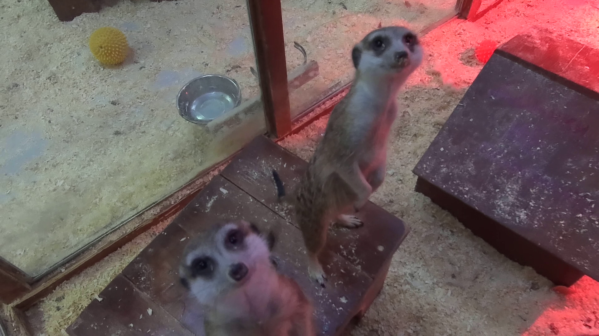 Забавные зверьки сурикаты смотреть онлайн