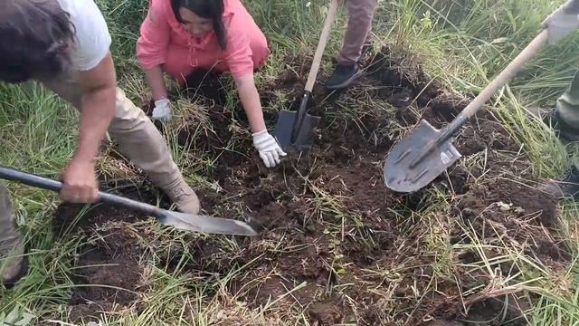 Выкопка ямы для ириса сибирского в питомнике смотреть онлайн
