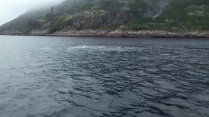 В Териберке кит полностью выпрыгивает из воды