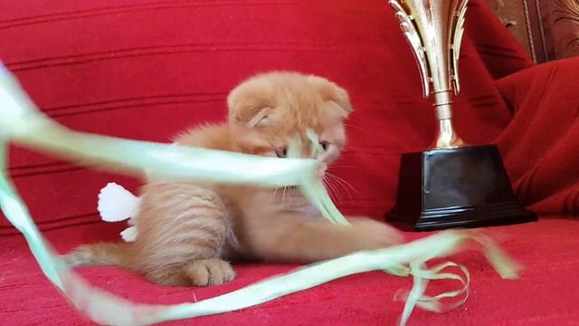 Рыжий вислоухий породистый смотреть онлайн