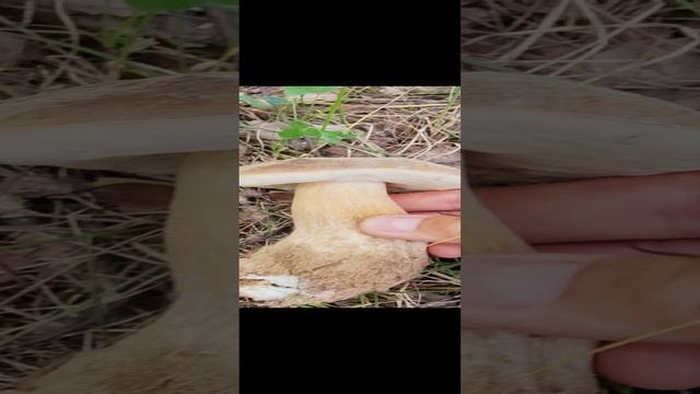 СУМАШЕДШЕЕ НАПАДЕНИЕ...