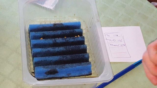 Садовые радости. Посадка перца, баклажан и лука. смотреть онлайн